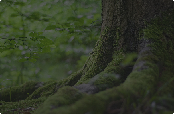 木のくせまで
見越した家づくり。